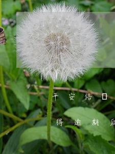 平安信貸逾期會(huì)怎么樣（平安貸即得逾期后）