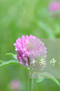 平安停息掛賬逾期(停息掛賬又逾期)