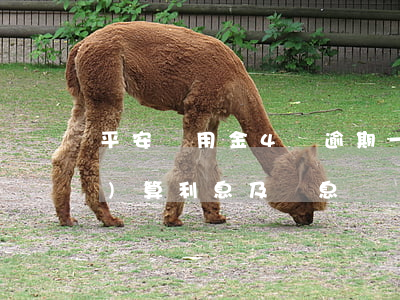 平安備用金4萬逾期一年多少錢？計(jì)算利息及罰息