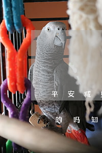 平安减免利息是真的吗-平安减免利息是真的吗知乎