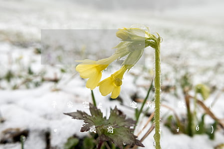 平安宅E貸逾期還款結(jié)清(平安宅e貸提前結(jié)清)