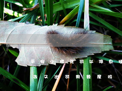平安小橙花可以停息挂账吗(平安小橙花还进去又出可用额度吗)