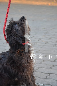 平安小橙花貸款逾期200天