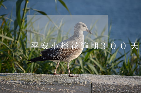 平安小橙花逾期300天會怎樣-