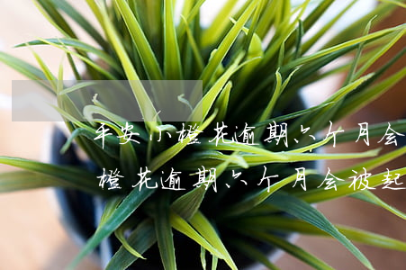 平安小橙花逾期六个月会被起诉吗-平安小橙花逾期六个月会被起诉吗是真的吗