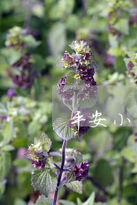 平安小額貸款