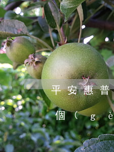 平安惠普貸款逾期一周(平安普惠分期逾期一個(gè)月怎么辦最新答案)