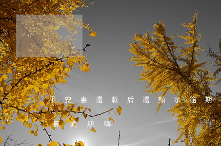 平安惠還款后還顯示逾期(平安普惠當天還款算逾期嗎)