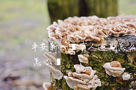平安新一貸有人逾期怎么辦(平安新一貸被催怎么還)