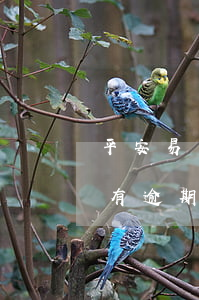 平安易貸有逾期可以辦信用卡嗎-平安易貸有逾期可以辦信用卡嗎安全嗎