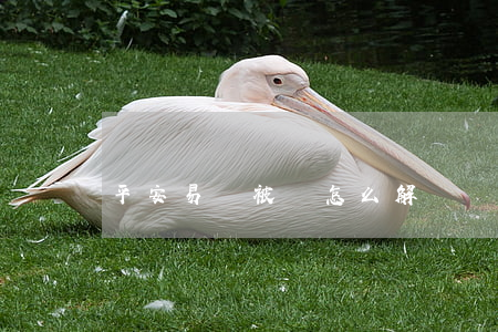 平安易貸被騙怎么解決