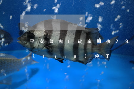 平安普惠i貸逾期快2年(平安普惠i貸已經(jīng)停了)