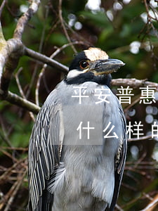 平安普惠会投诉逾期人吗(平安普惠逾期会有什么样的严重后果)