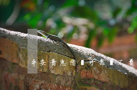 平安普惠借錢可靠嗎(不看負債和征信的貸款)