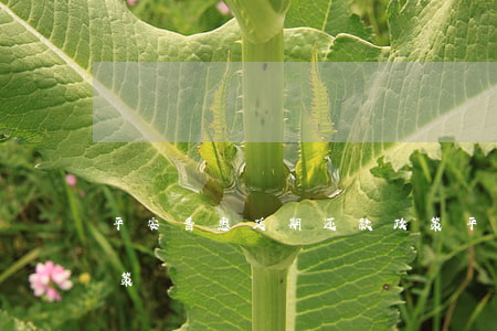 平安普惠延期还款政策(平安普惠延期还款政策)