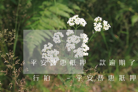 平安普惠抵押貸款逾期了多少進(jìn)行拍賣-平安普惠抵押貸款逾期會(huì)怎樣