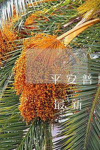 平安普惠結(jié)清操作流程（平安普惠最新結(jié)清步驟）