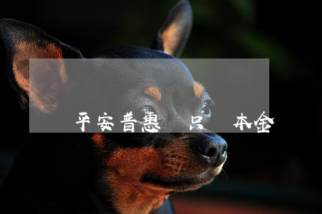 平安普惠說只還本金
