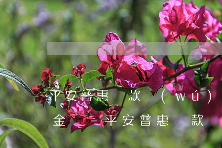 平安普惠貸款無(wú)力償還可以只還本金嗎-平安普惠貸款無(wú)力償還可以只還本金嗎