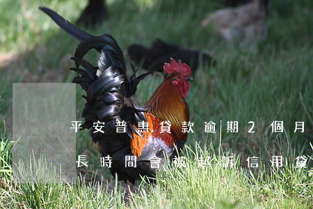 平安普惠貸款逾期2個月(平安普惠貸逾期多長時間會被起訴信用貸款)
