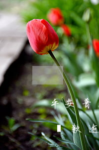 平安普惠貸款逾期一個月怎么辦-平安普惠貸款逾期一個月怎么辦理