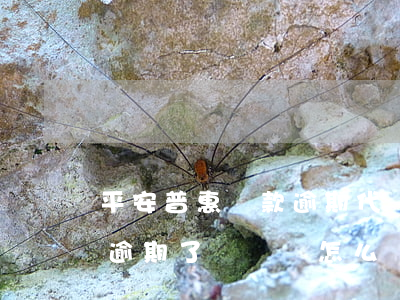 平安普惠貸款逾期代償了(中國平安普惠貸款逾期了沒還會怎么樣)
