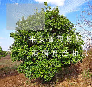 平安普惠貸款逾期兩個月(平安普惠貸款逾期兩個月后扣款20元還款)