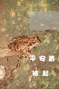 平安普惠貸款逾期八個月(平安普惠貸款逾期被起訴可以申請分期還嗎)