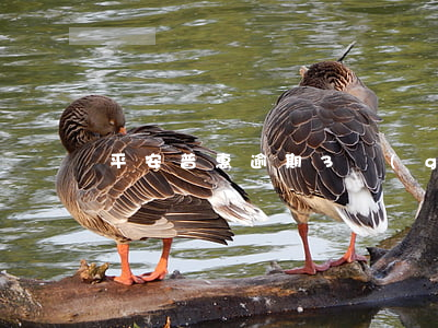 平安普惠逾期3個(gè)月起訴
