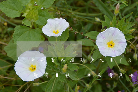 平安普惠逾期多久會(huì)一次性償還所有貸款-平安普惠逾期幾天要求全額還款是真的嗎
