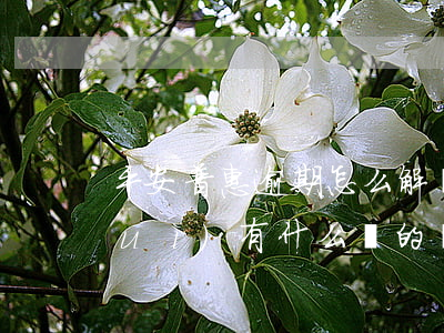 平安普惠逾期怎么解決(平安普惠逾期會(huì)有什么樣的嚴(yán)重后果)