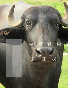 平安普惠逾期發(fā)律師函(平安普惠暴力催收,平安普惠催收給我律師函)