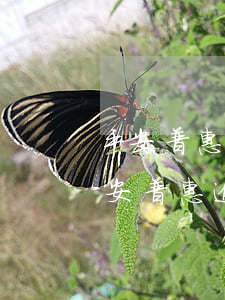 平安普惠逾期發(fā)律師函會怎么樣(平安普惠逾期多長時間會轉(zhuǎn)到律師事務(wù)所起訴)