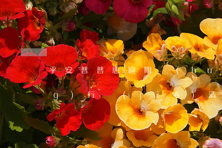 平安普普惠逾期會(huì)強(qiáng)行結(jié)清貸款嗎-平安普普惠逾期會(huì)強(qiáng)行結(jié)清貸款嗎?