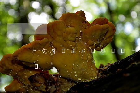 平安普貸逾期會起訴嗎(平安普貸逾期會起訴嗎)