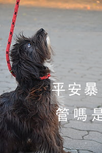 平安暴力催收有人管嗎-平安暴力催收有人管嗎是真的嗎
