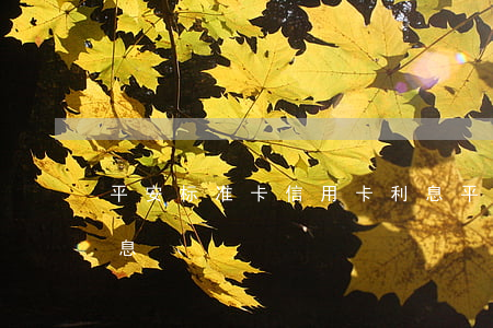 平安标准卡信用卡利息(平安标准卡信用卡利息)