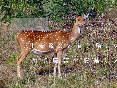 平安業(yè)務(wù)員的客戶逾期信用卡還款（平安業(yè)務(wù)員的客戶逾期信用卡）