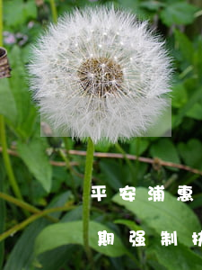 平安浦惠网贷逾期强制执行(平安浦惠网贷逾期强制执行)