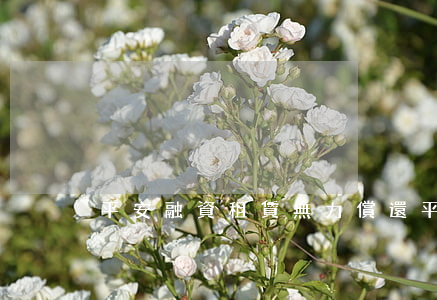 平安融資租賃無力償還(平安融資租賃利息)