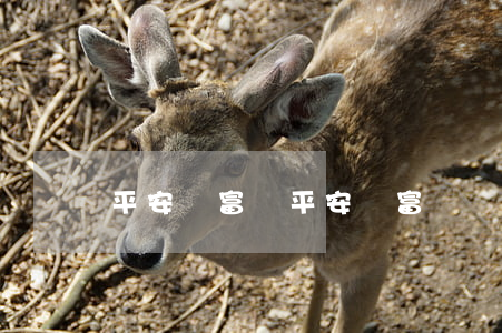 平安財富寶(平安財富寶貨幣市場基金C類)