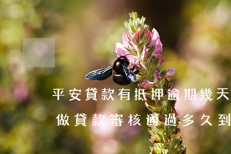 平安貸款有抵押逾期幾天(平安銀行抵押房子做貸款審核通過多久到賬)