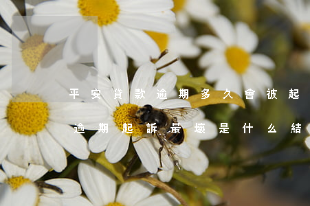 平安貸款逾期多久會被起訴-平安銀行貸款逾期起訴最壞是什么結果