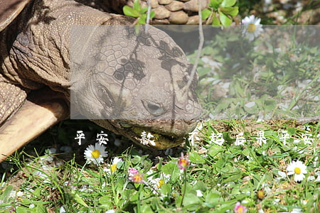 平安貸款還不起后果 平安貸款還不上的后果