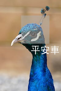 平安車貸信用逾期(平安汽車抵押貸款逾期)