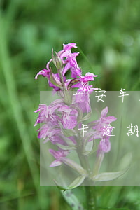 平安车主卡信用卡能逾期几天(平安银行信用卡逾期一天有没有影响?)