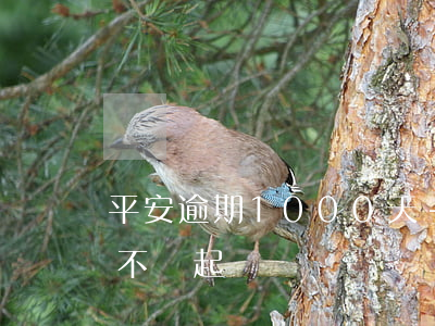 平安逾期1000天-平安逾期9000會不會起訴