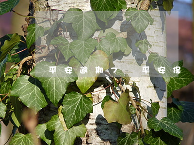 平安逾期7萬(平安保單貸逾期一年了)