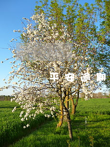平安逾期三天即上门催收：如何应对？