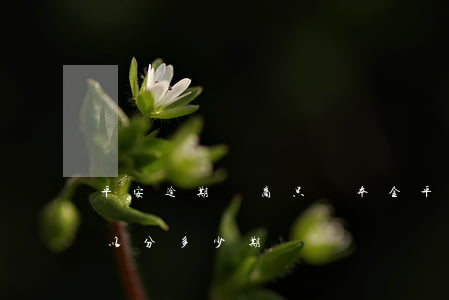 平安逾期協商只還本金(平安協商還款最多可以分多少期)
